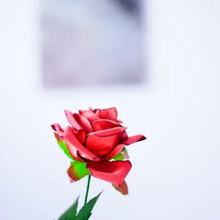 Rose Garden Привлака